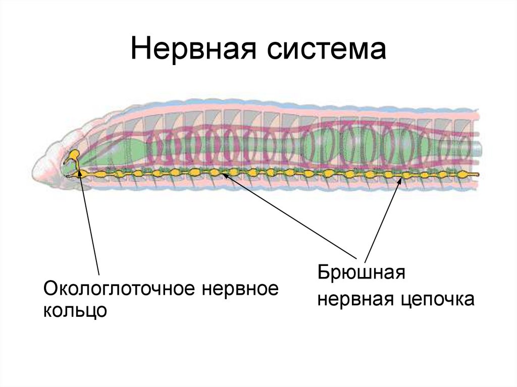 Строение червя