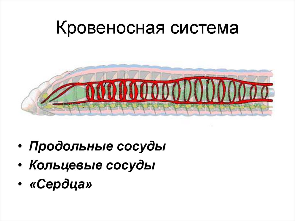 Кольцевые сосуды дождевого червя. Строение кровеносной системы дождевого червя. Кровеносная система у червей 7 класс биология. Кровеносная система простейших. Кровеносная система круглых червей.