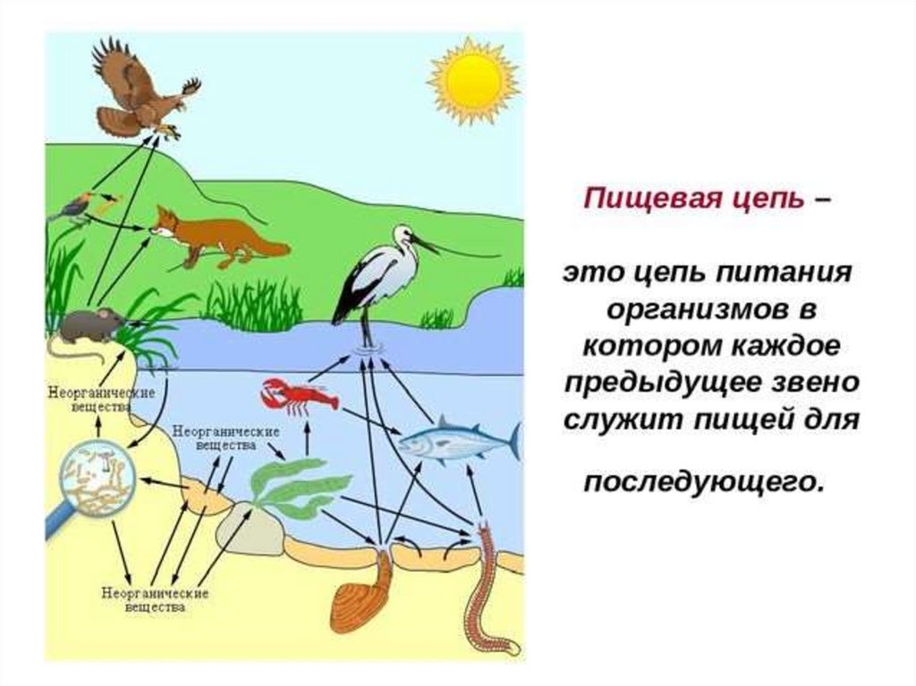 Пищевая цепь 5 класс биология картинки