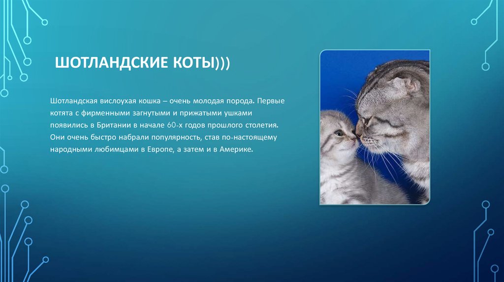 Описание шотландского кота