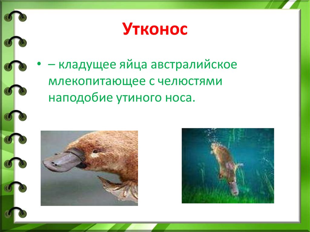 Известно что утконос млекопитающее. Утконос. Утконос млекопитающее. Утконос и утка. Нос утконоса.