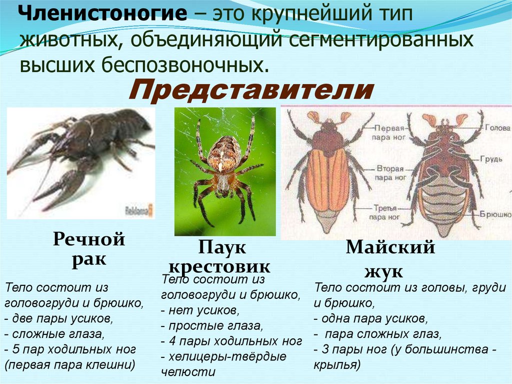 У паукообразных две пары усиков. Таблица по биологии Тип Членистоногие 7 класс Майский Жук. Тип Членистоногие класс насекомые. Членистоногие их строение. Представители типа членистоногих.