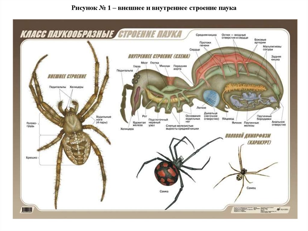Ракообразные паукообразные насекомые конечности. Внешнее строение паукообразных. Внутреннее строение паукообразных. Внешнее строение паукообразных 7 класс биология таблица. Внутреннее строение паукообразных 7 класс биология.