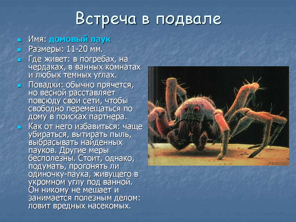 Описание паука. Домовой паук сообщение. Доклад про домового паука. Презентация на тему Домовой паук. Домовый паук Размеры.