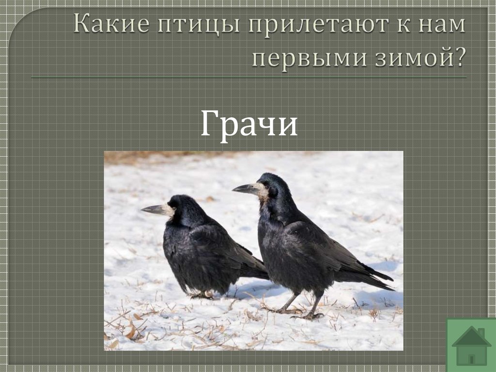 Какие птицы прилетают