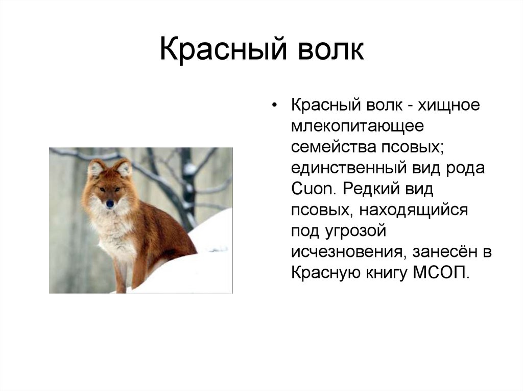 Почему красный волк занесен в красную книгу. Красный волк описание. Красный волк доклад. Красный волк презентация 2 класс. Животные красной книги красный волк.