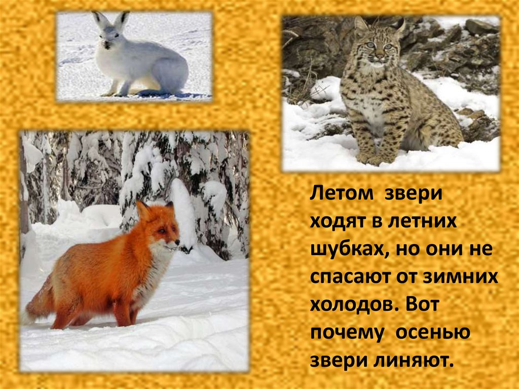 Какое время года у зверей бывает линька. Подготовка животных к зиме. Животные готовятся к холодам. Сезонные изменения животных зимой. Животные линяют к зиме.
