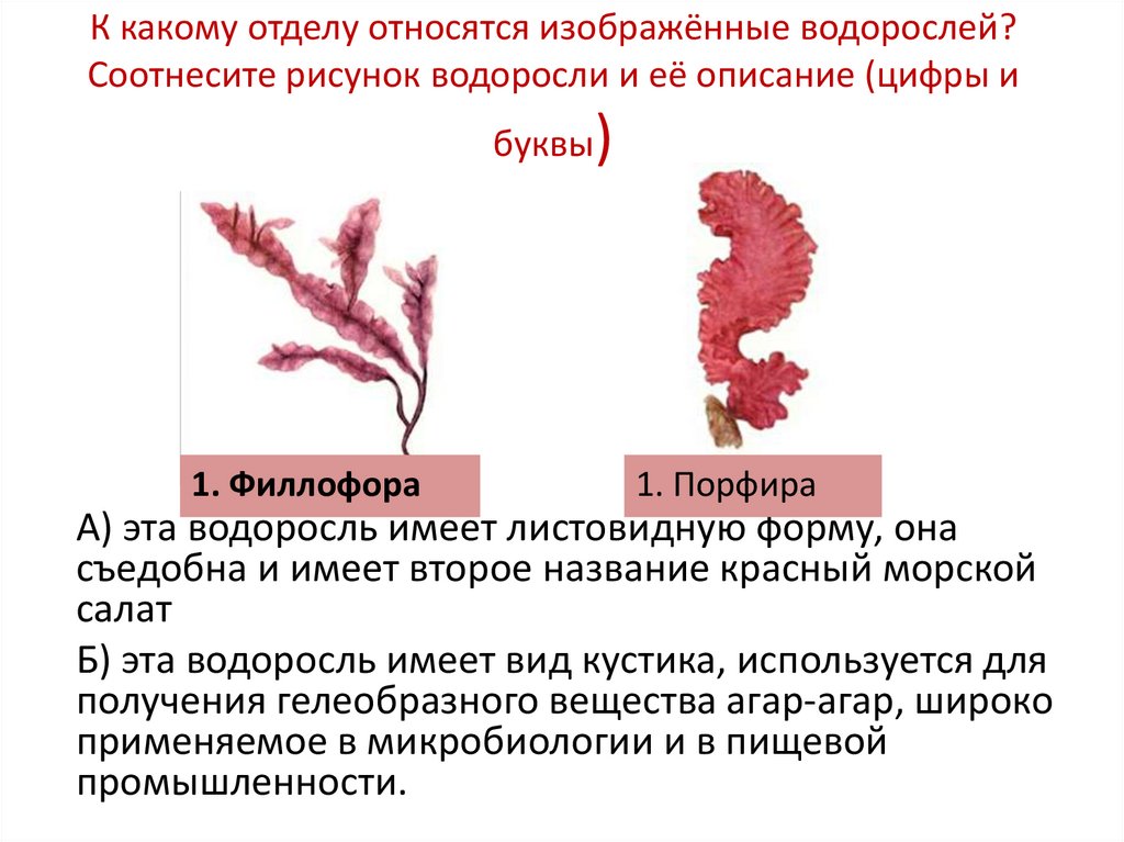 Название красных водорослей. Красные водоросли к ним относятся. К красным водорослям относятся. К какому отделу относятся водоросли.