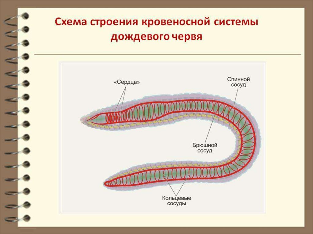 Кольцевые сосуды дождевого червя. Кровеносная система кольчатых червей. Строение кровеносной системы червя. Строение кровеносной системы дождевого червя. Схема кровеносной системы дождевого червя.