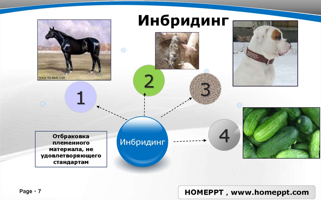 Инбридинг это. Инбридинг. Инбридинг примеры. Инбридинг примеры животных. Инбридинг у растений и животных.