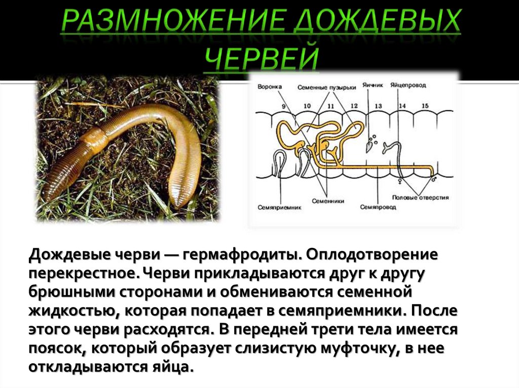 Как размножаются черви