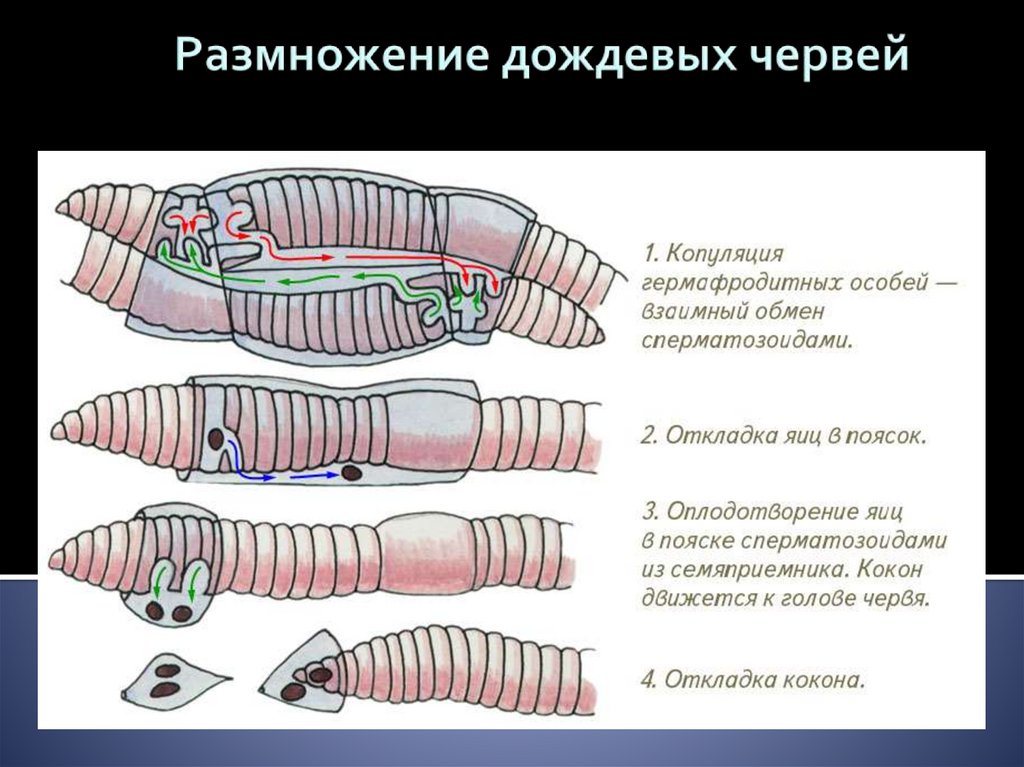 Размножение кольчатых червей картинка