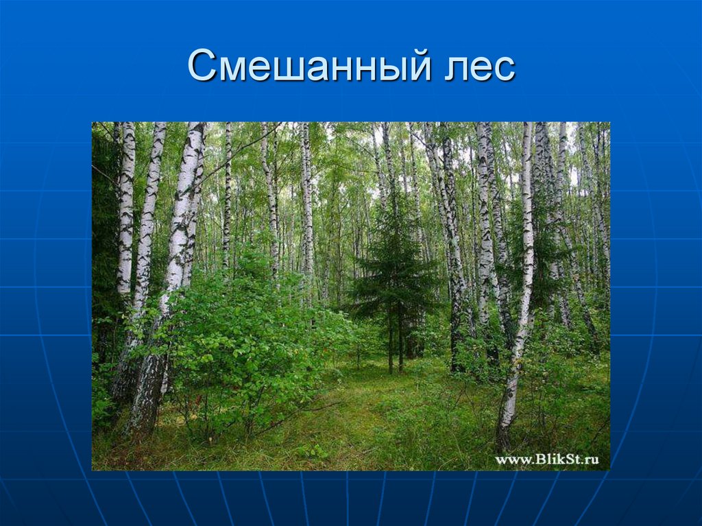 Презентация смешанные и широколиственные леса россии 8 класс география