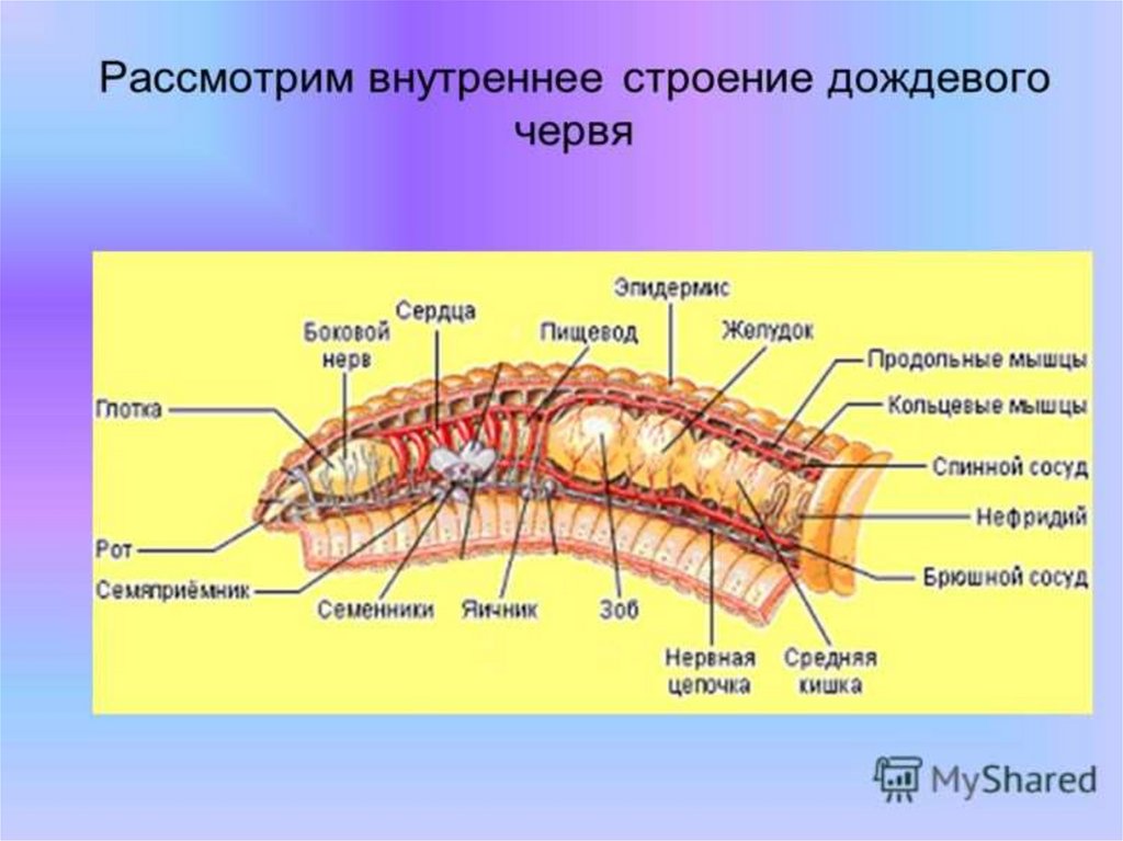 Внутреннее строение кольчатых. Внешнее строение кольчатых червей 7 класс биология. Класс многощетинковые черви внутреннее строение. Класс Малощетинковые черви строение. Внешнее строение кольчатых червей многощетинковые.