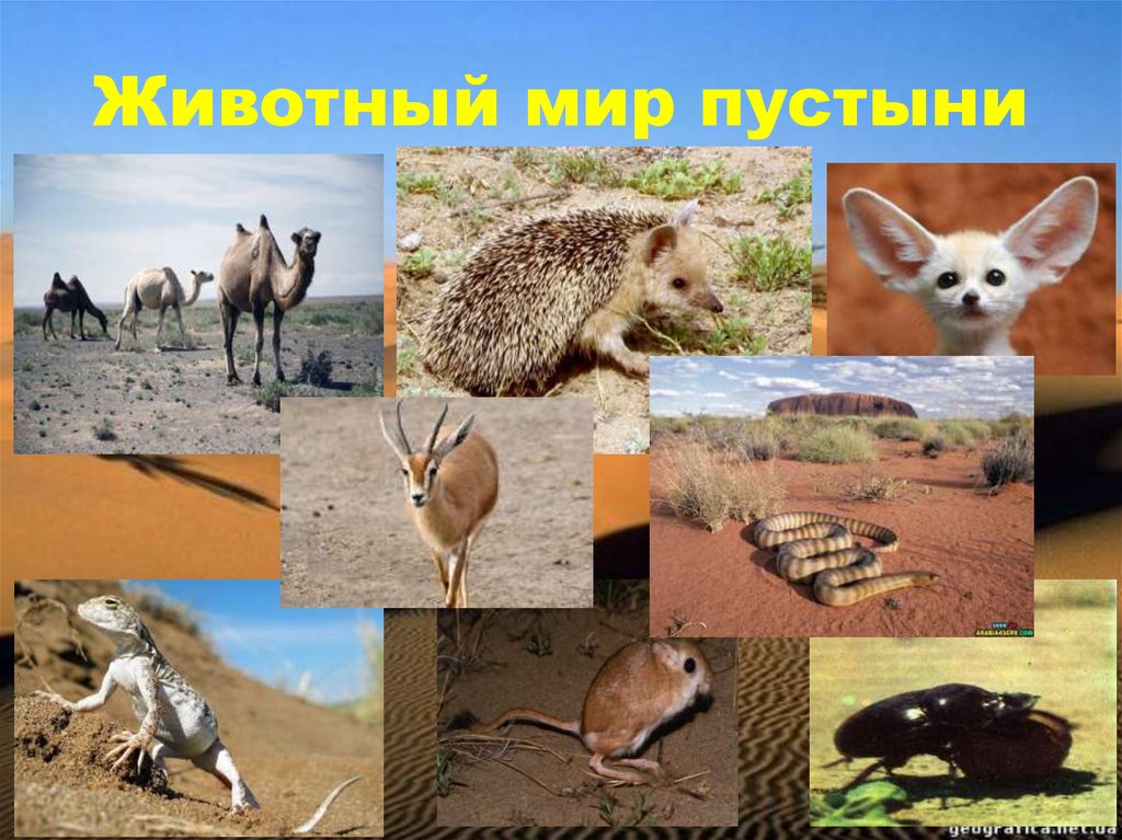 Какие животные и растения обитают в пустыне. Животный мир пустынь и полупустынь. Пустыни и полупустыни России животный мир. Растительный и животный мир пустынь и полупустынь в России. Тропические пустыни и полупустыни животные.