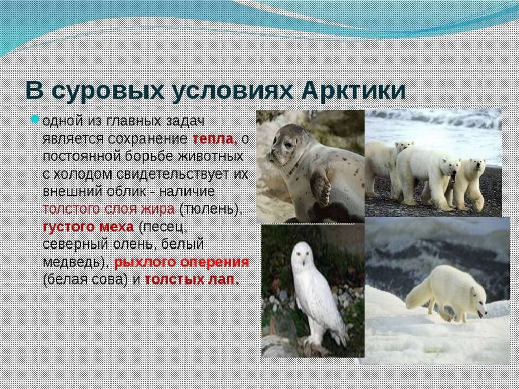 Как приспособились к жизни медведи. Презентация на тему Арктика. Приспособление животных в Арктике. Животный мир Арктики презентация. Животные Арктики картинки с описанием.