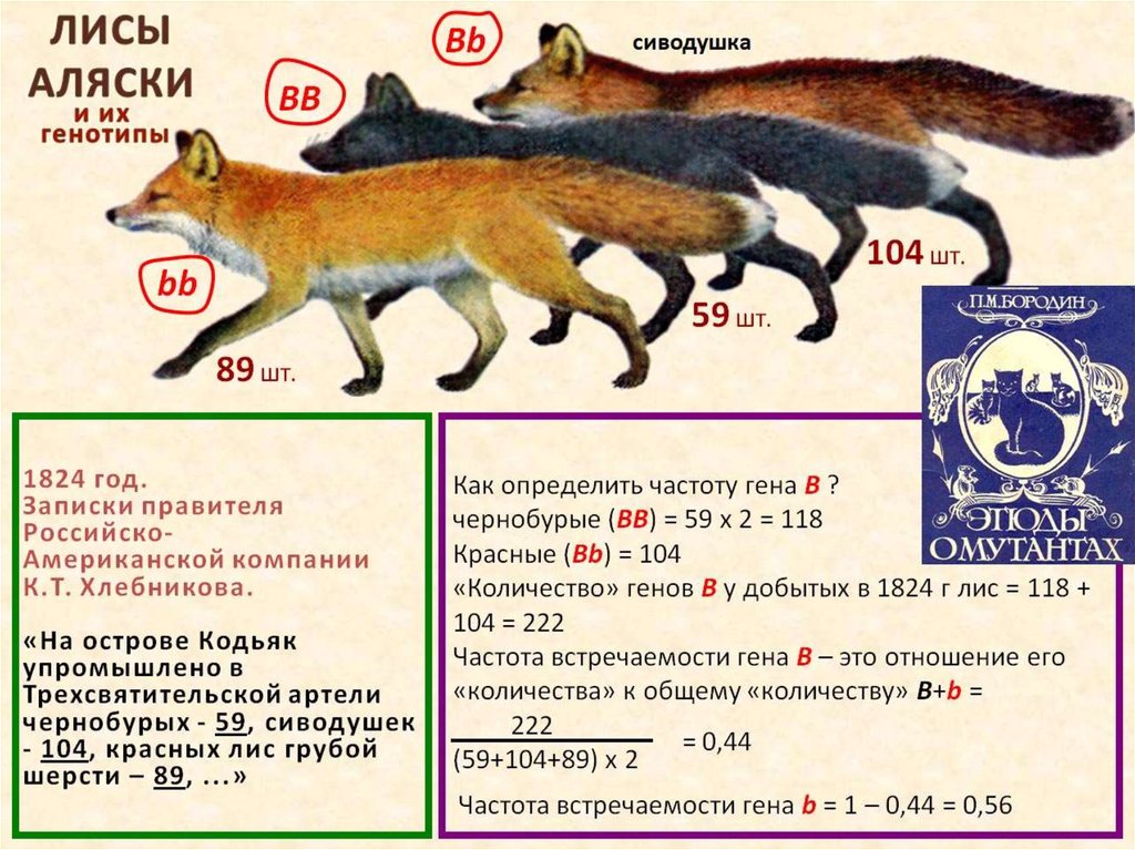 Лис мужского рода. Размер лисы. Сиводушка лиса. Классификация лисы по биологии. Лисы численность.