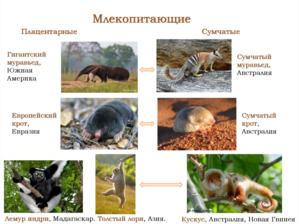 Представители млекопитающих. Плацентарные животные. Плацентарные.