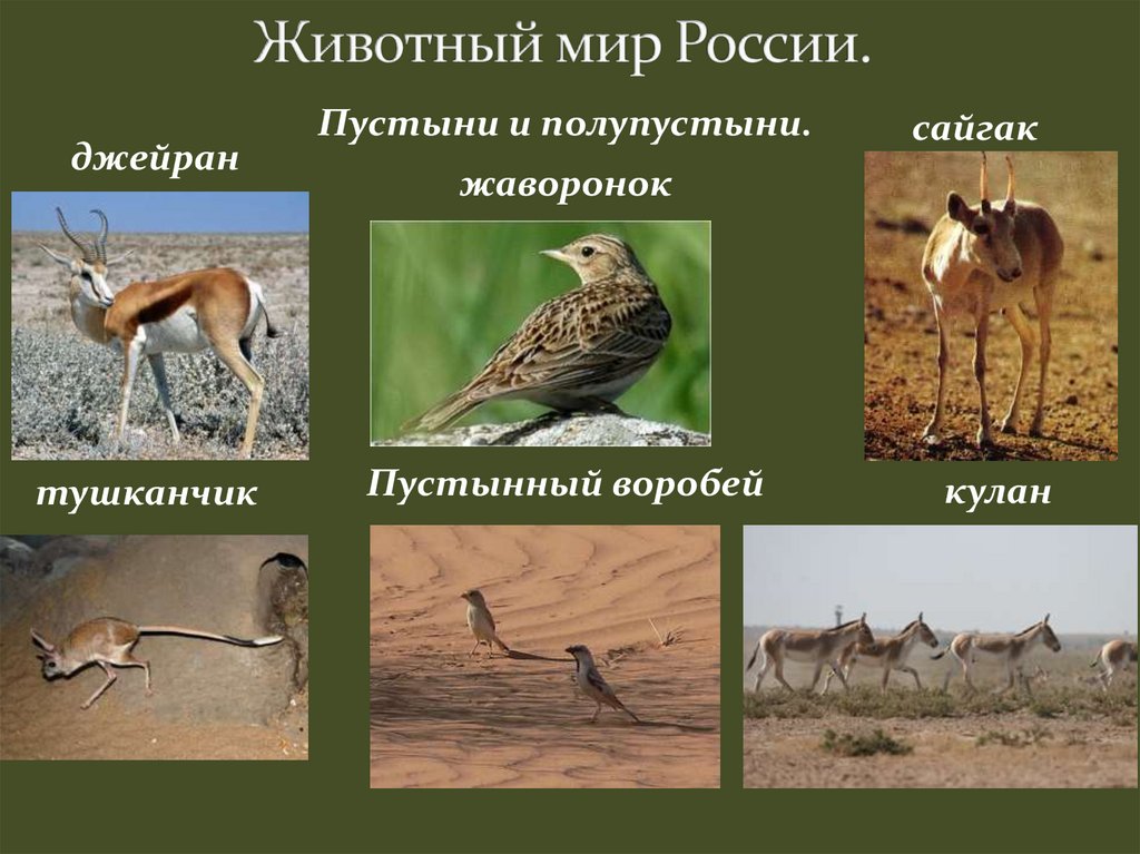 Какие животные обитают в пустынях и полупустынях. Пустыни и полупустыни России животный мир. Растительный и животный мир полупустынь в России. Животные зоны пустынь и полупустынь России.