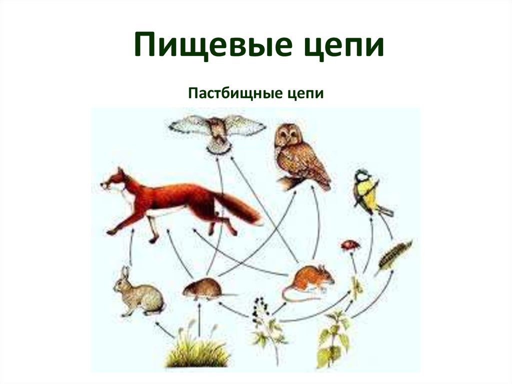 Пищевая цепочка это. Пастбищная трофическая цепь. Пищевая цепочка. Пастбищная пищевая цепочка. Экологическая цепочка.