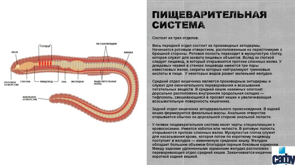 Пищеварительная система органов кольчатых червей. Система пищеварения кольчатых червей. Пищеварительная система кольчатых червей 7. Пищеварительная система кольчатых червей схема. Малощетинковые черви пищеварительная система сквозная.