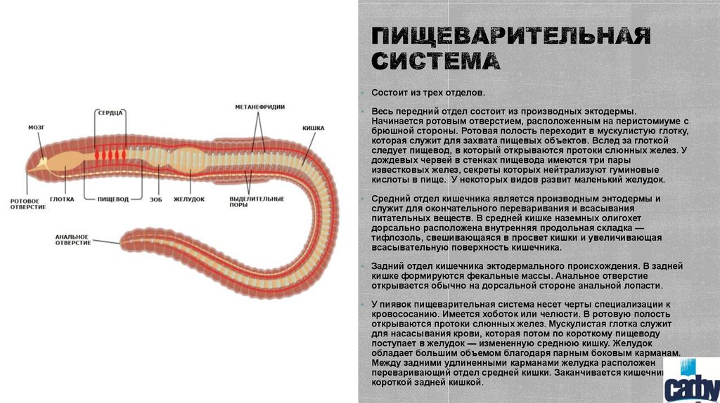 Имеет ли полость. Система пищеварения кольчатых червей. Пищеварительная система кольчатых червей 7. Пищеварительная система кольчатых червей схема. Пищеварительная система кольчатых червей состоит.