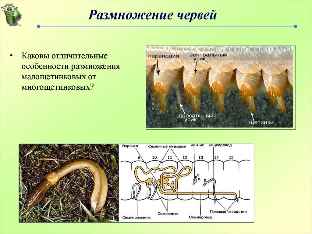 Как размножаются черви