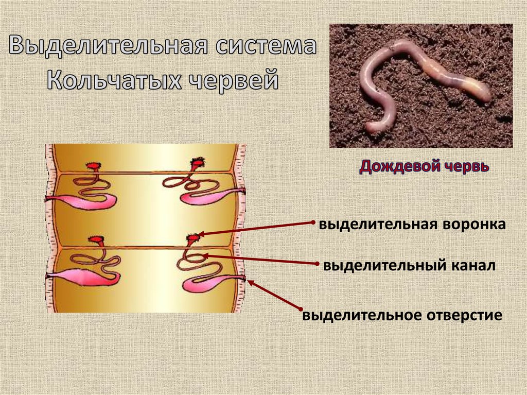 Органы выделительной системы червя. Выделительная система кольчатых червей схема. Выделительная система кольчатых червей рисунок. Выделительная система кольчатых червей. Кольчатые червей выделительнаясистема.