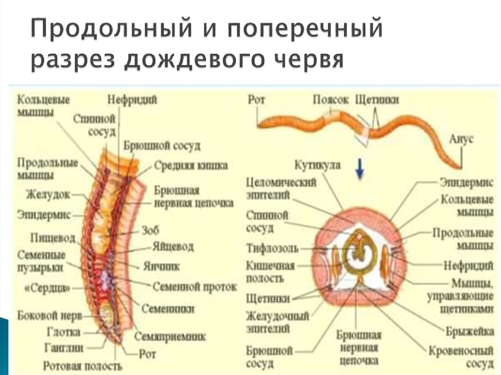 Схема поперечного разреза кольчатого червя. Поперечное строение дождевого червя. Поперечный разрез малощетинкового червя.