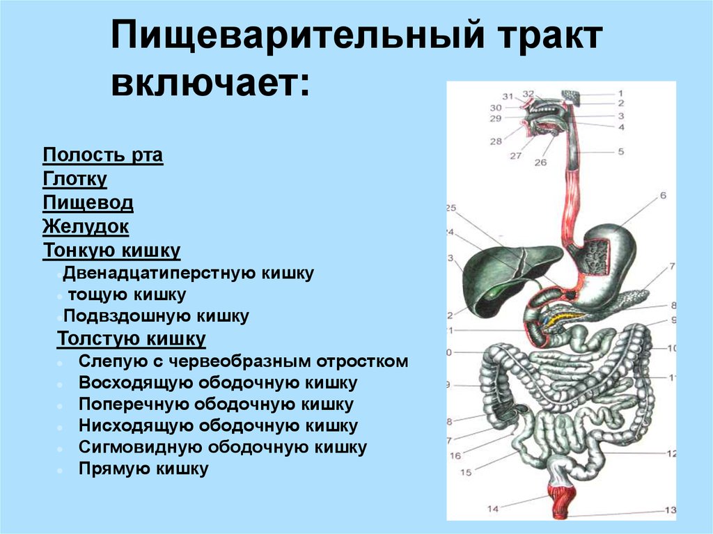 Перечислите органы пищеварительного канала и железы. Железы пищеварительной системы.
