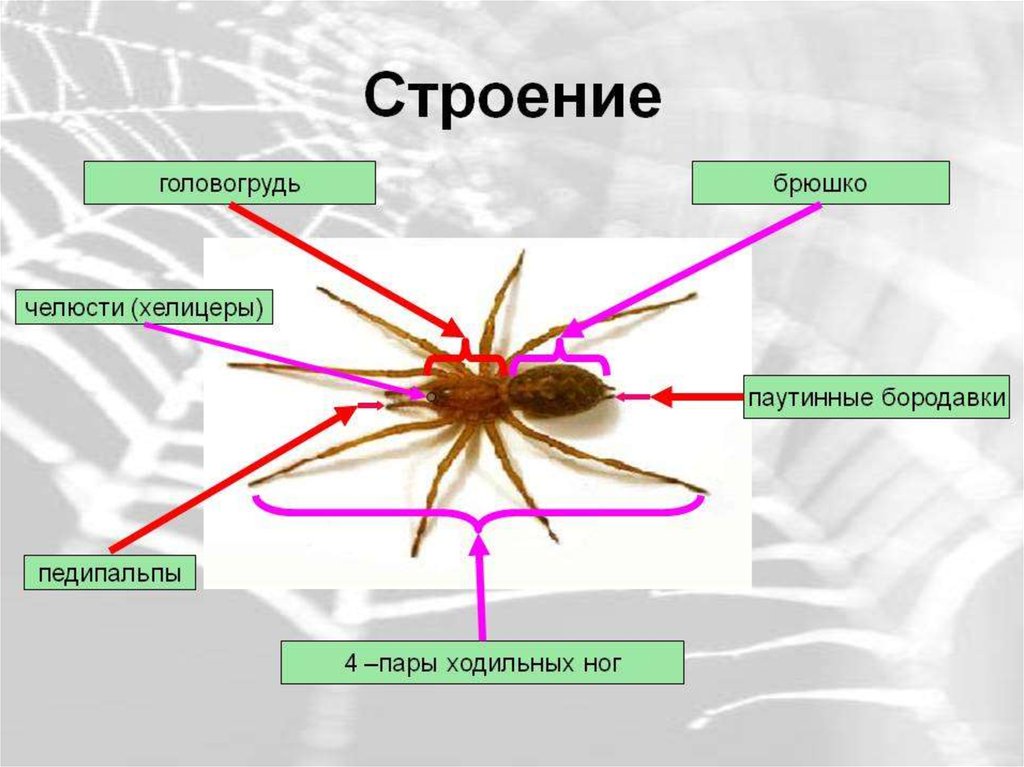 Тело состоит из головогруди и брюшка. Паутинные бородавки строение. Строение паука паутинные бородавки. Насекомые головогрудь и брюшко. У насекомых есть хелицеры.