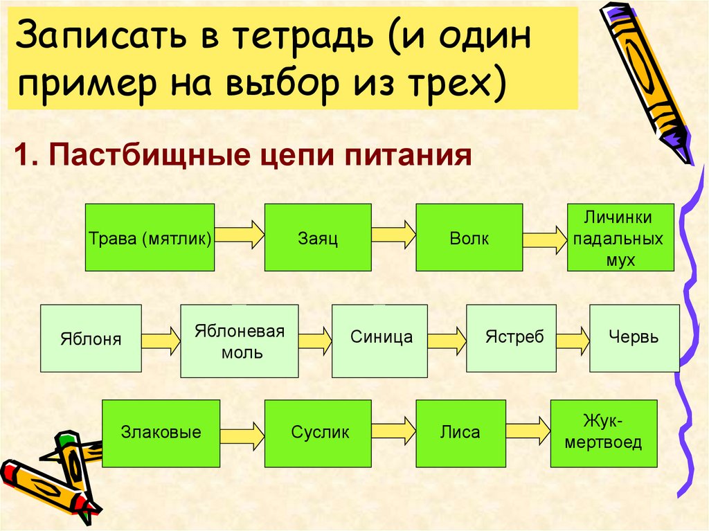 Детритная цепь питания схема