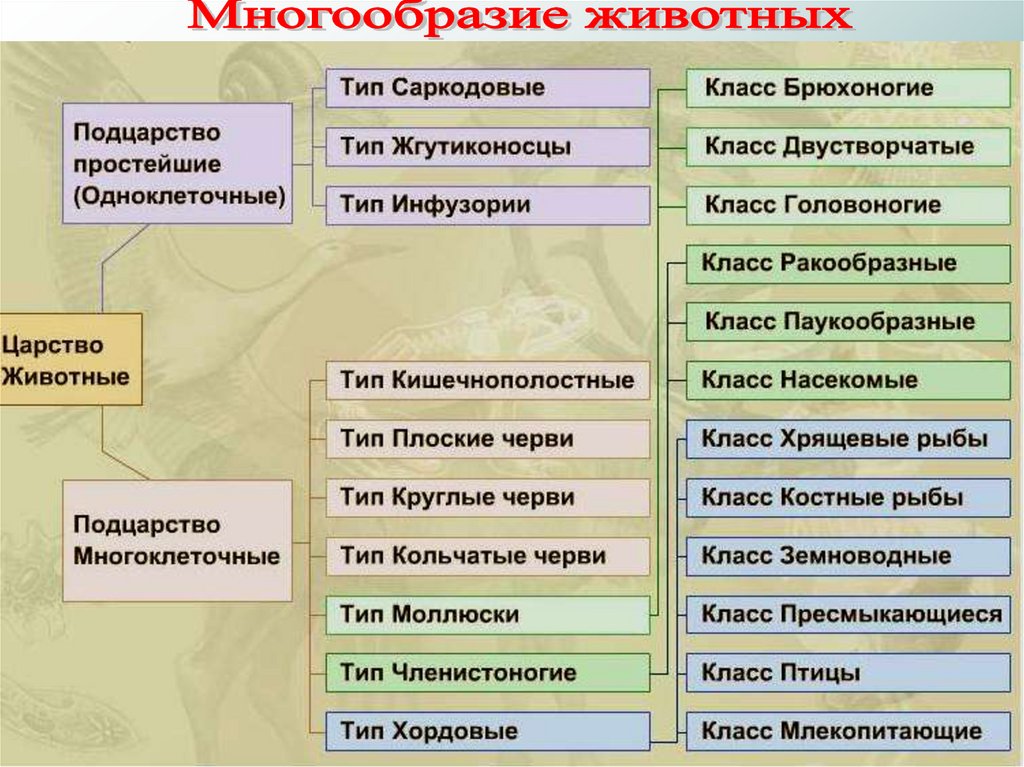 Отметь название систематической группы к которой относится животное схема одной из систем органов