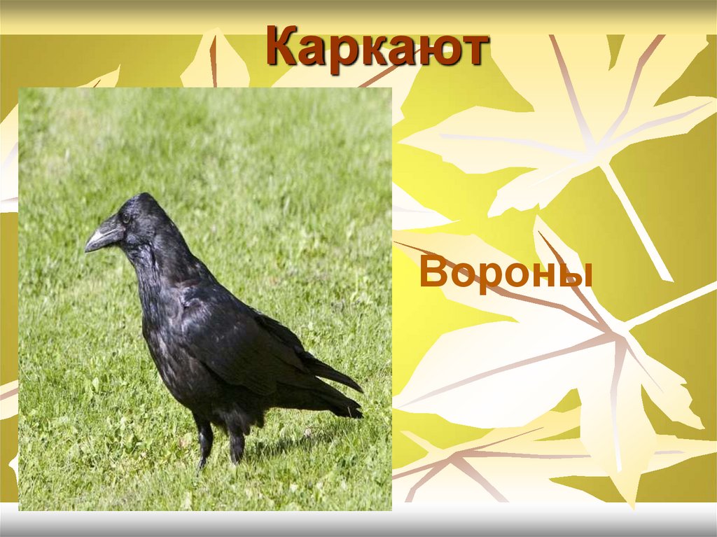 Вороны сильно каркают. Ворона каркает к дождю. Ворона каркает картинка для детей. Почему вороны каркают.