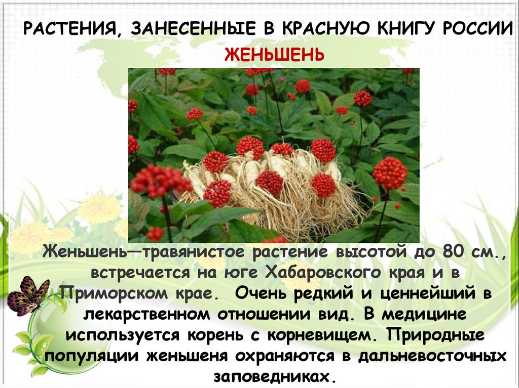 Песни занеси меня в красную книгу. Растения красной книги России.