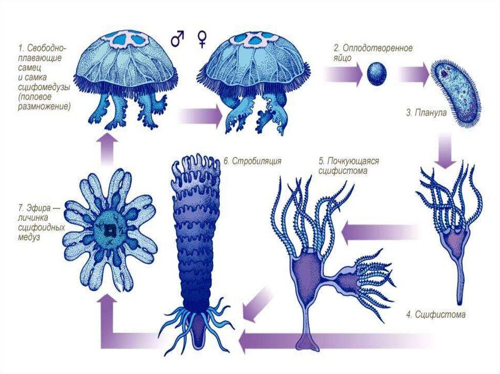 Стадия жизненного цикла медузы. Размножение сцифоидных медуз. Жизненный цикл полипа и медузы. Размножение гидроидных полипов. Цикл развития медузы и гидры.