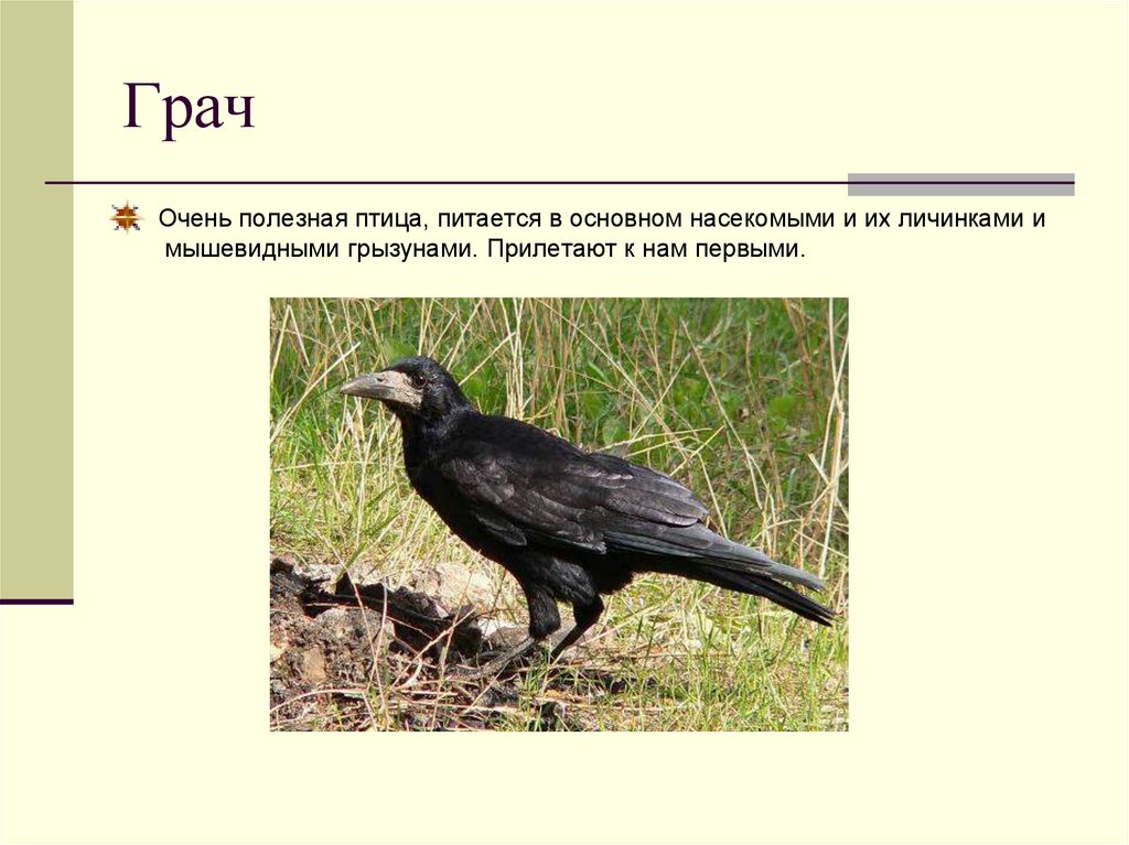 Где находятся грачи. Грач. Грач (птица). Грач питается. Грач- полезная птица.