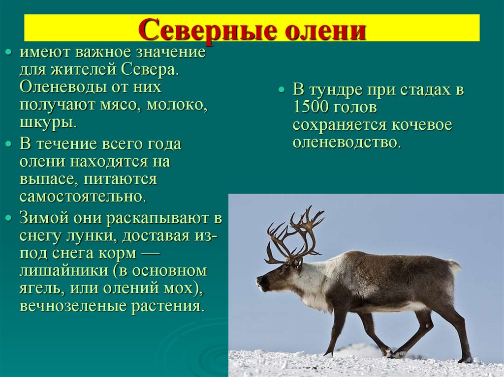 Северный олень проект