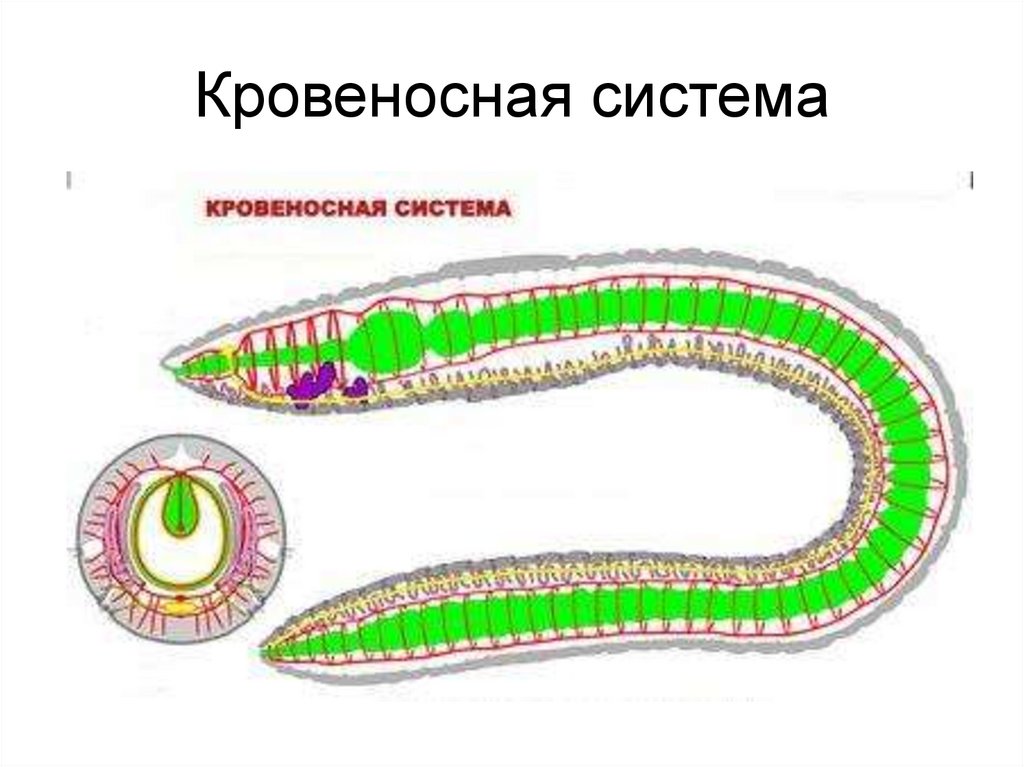 Дыхание кольчатых червей