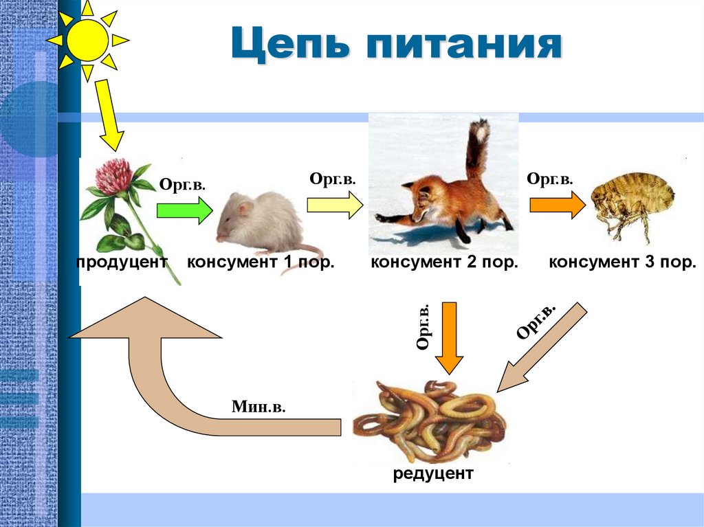 Цепи питания в лесу примеры в картинках