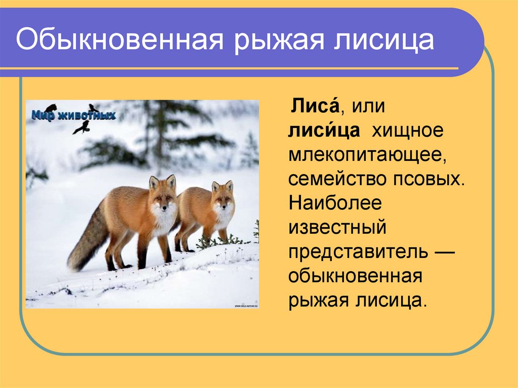 Лис 3 класс. Презентация о лисе. Лиса для презентации. Презентация на тему лиса. Проект лиса.