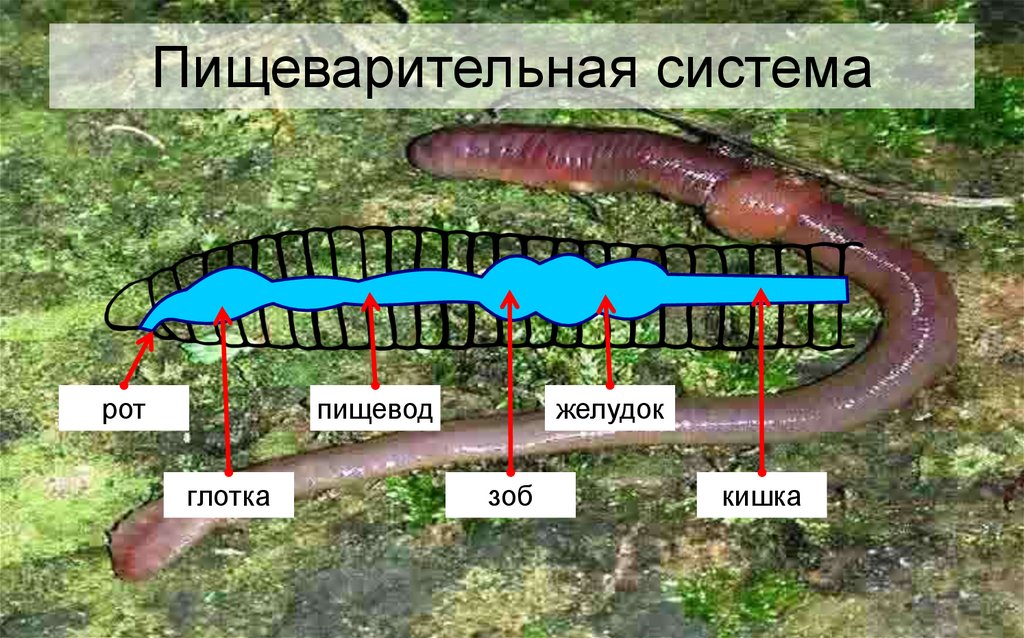 Пищеварение червей. Кольчатые черви пищеварительная. Кольчатые черви пищеварительная система. Пищеварит система кольчатых червей. Пищеварительная система кольчатых червей.