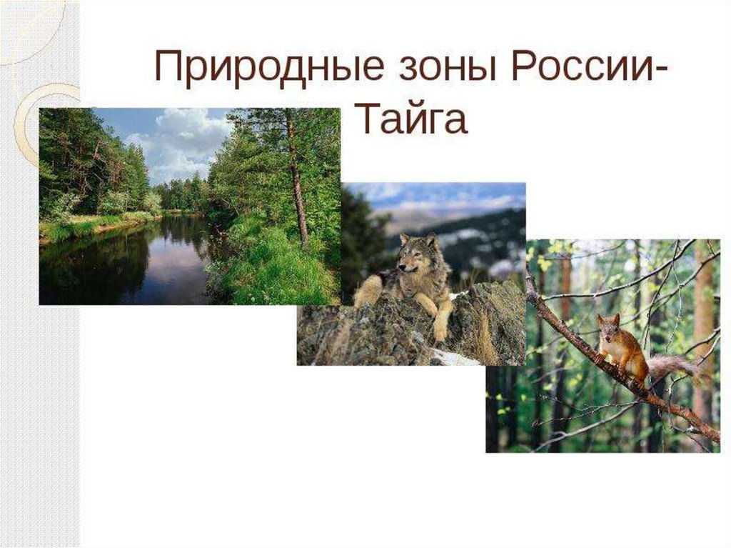 Природная зона тайги. Тайга природная зона. Зона тайги в России. Природные зоны Евразии Тайга. Зона тайги это природная зона.