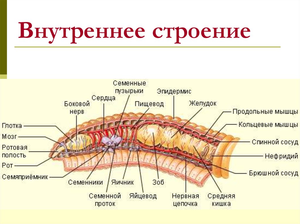 Плоские черви строение тела