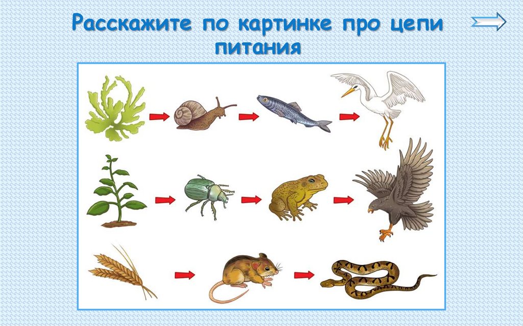 Биология цепь питания 5 класс рисунок составить схему