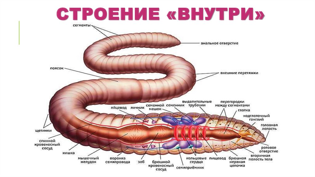 Кольцевые сосуды дождевого червя. Кровеносная система дождевого червя. Строение кровеносной системы кольчатых червей. Строение дождевого червя. Внутреннее строение дождевого червя.