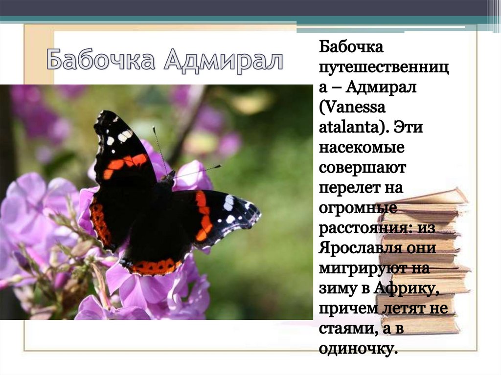 Что значат бабочки. Бабочка путешественница Адмирал. Систематика бабочки Адмирал. Доклад про бабочку Адмирал. Презентация про бабочку Адмирал.