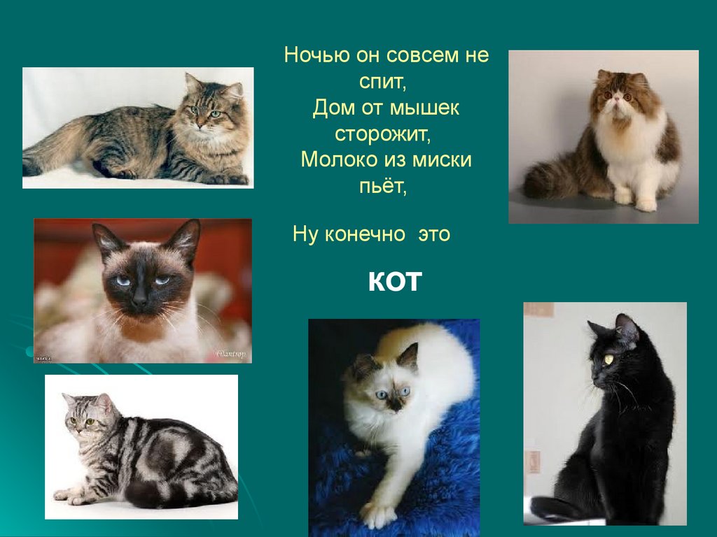 Проект мой кот