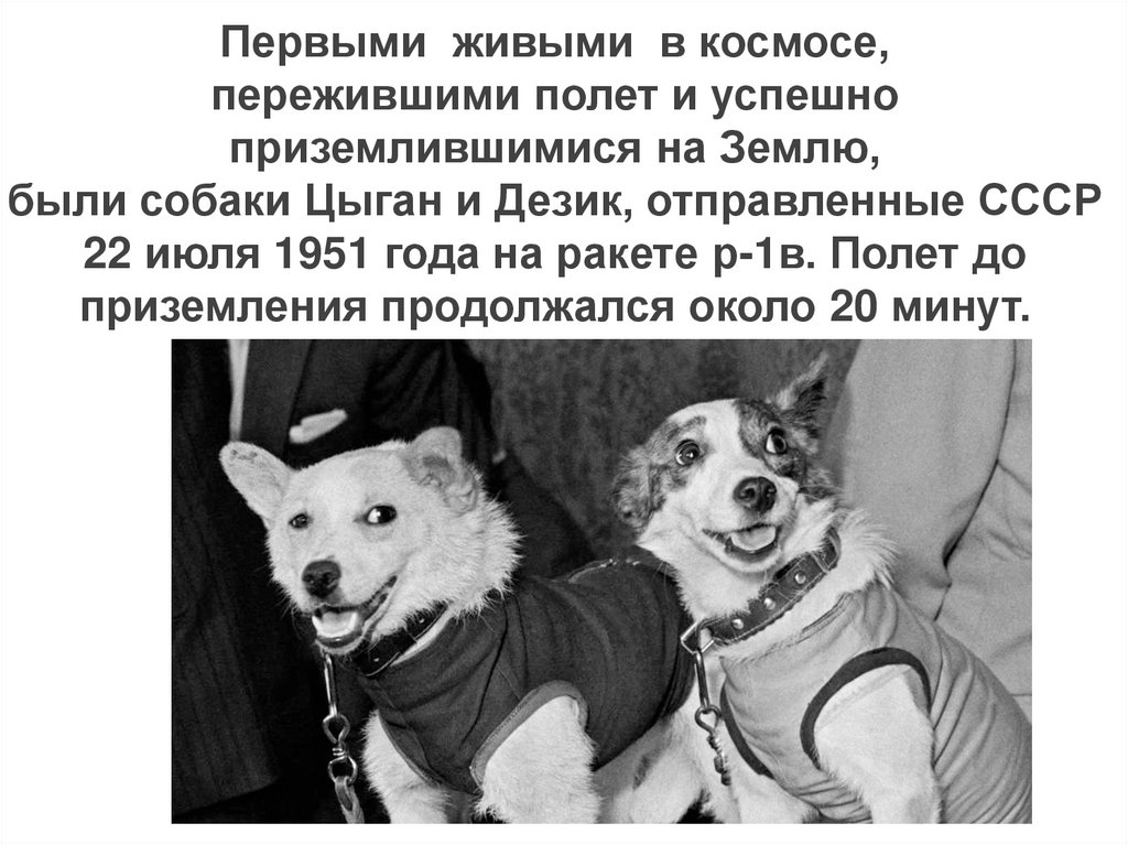 Сколько собак летало в космос. Собаки космонавты дезик и цыган. Белка и стрелка полет в космос цыган и дезик. Первые животные в космосе цыган и дезик. Полет собак цыган и дезик.