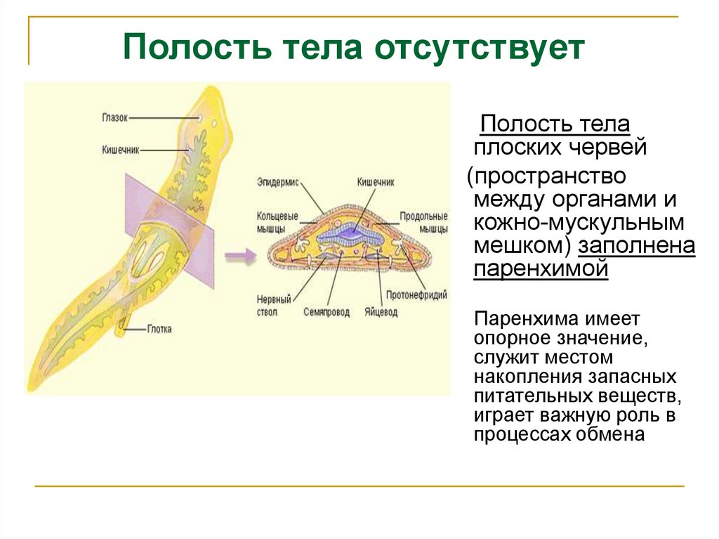 Кольцевые черви полость тела. Полость тела плоских. Полость тела плоских червей.